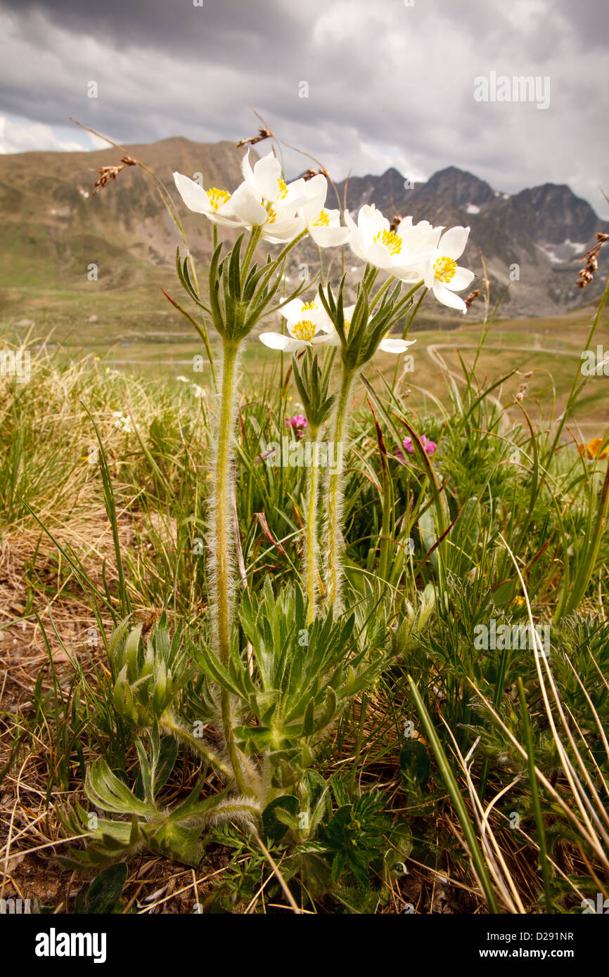 Narcissus blühenden Anemonen (Anemone Narcissiflora) Blüte in einer Almwiese in den Pyrenäen. Hafen Envalira, Andorra. Stockfoto