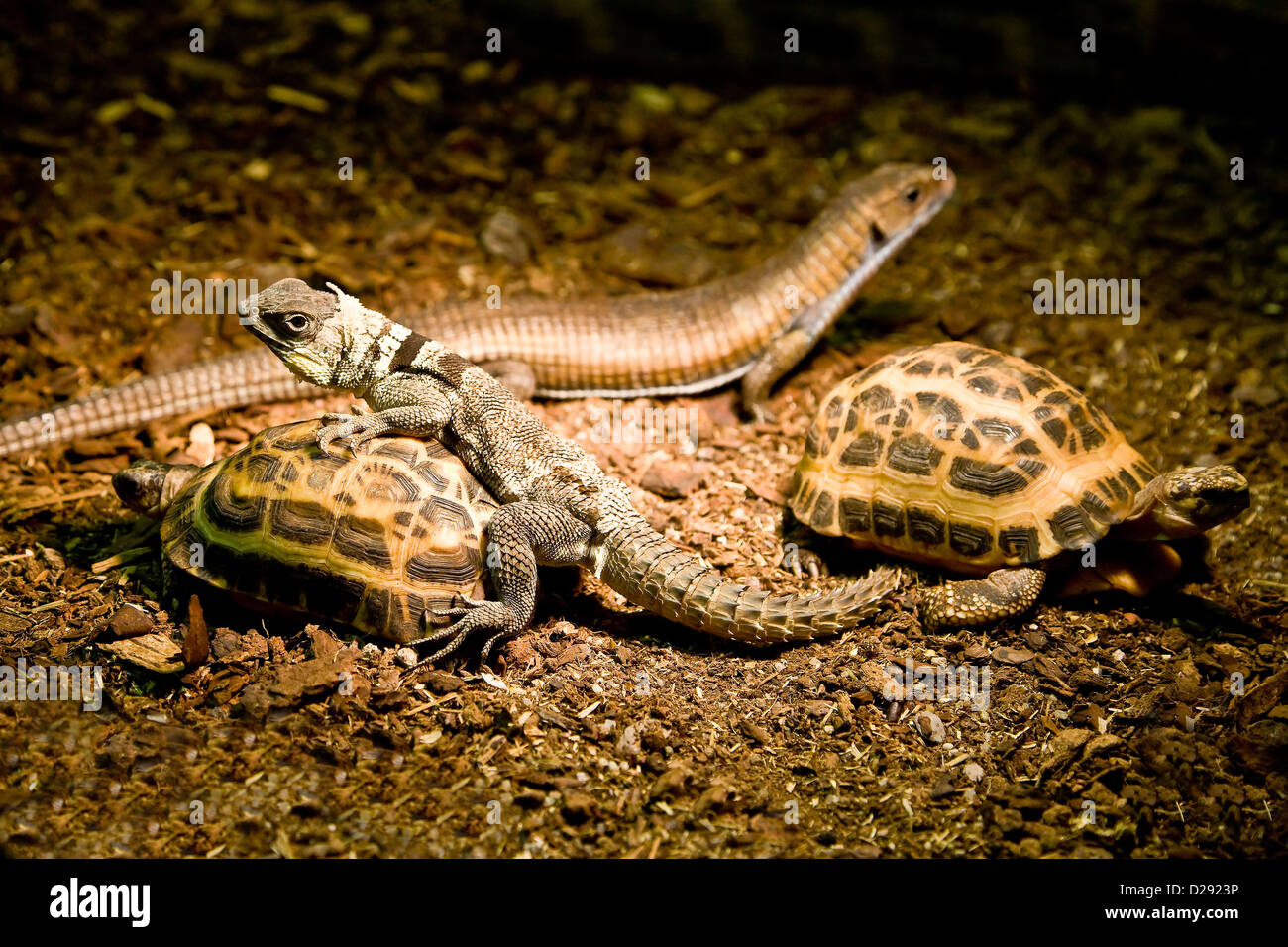 Gruppe von Reptilien und Schildkröten Stockfoto