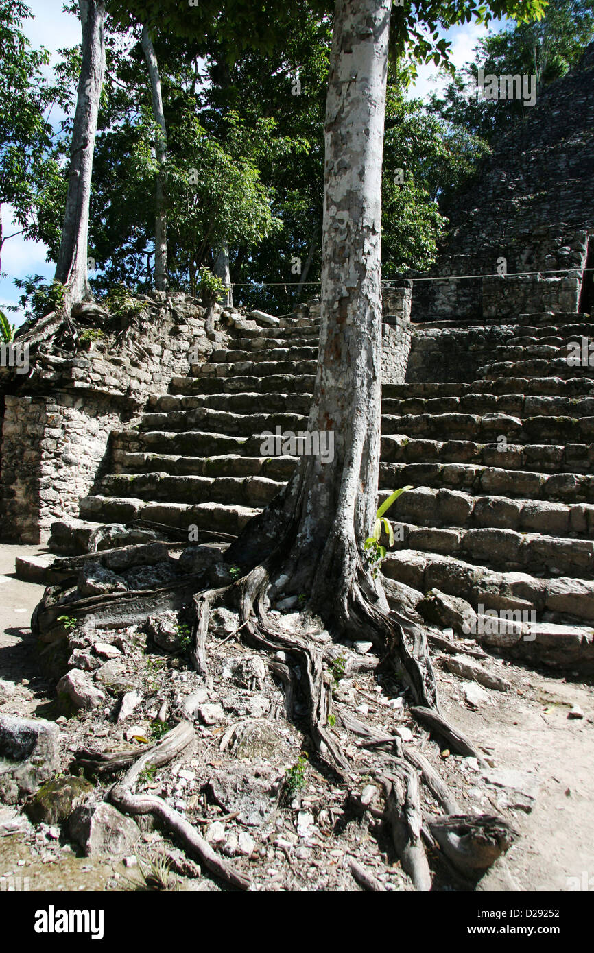 Coba Maya-Ruinen. Mexiko Stockfoto
