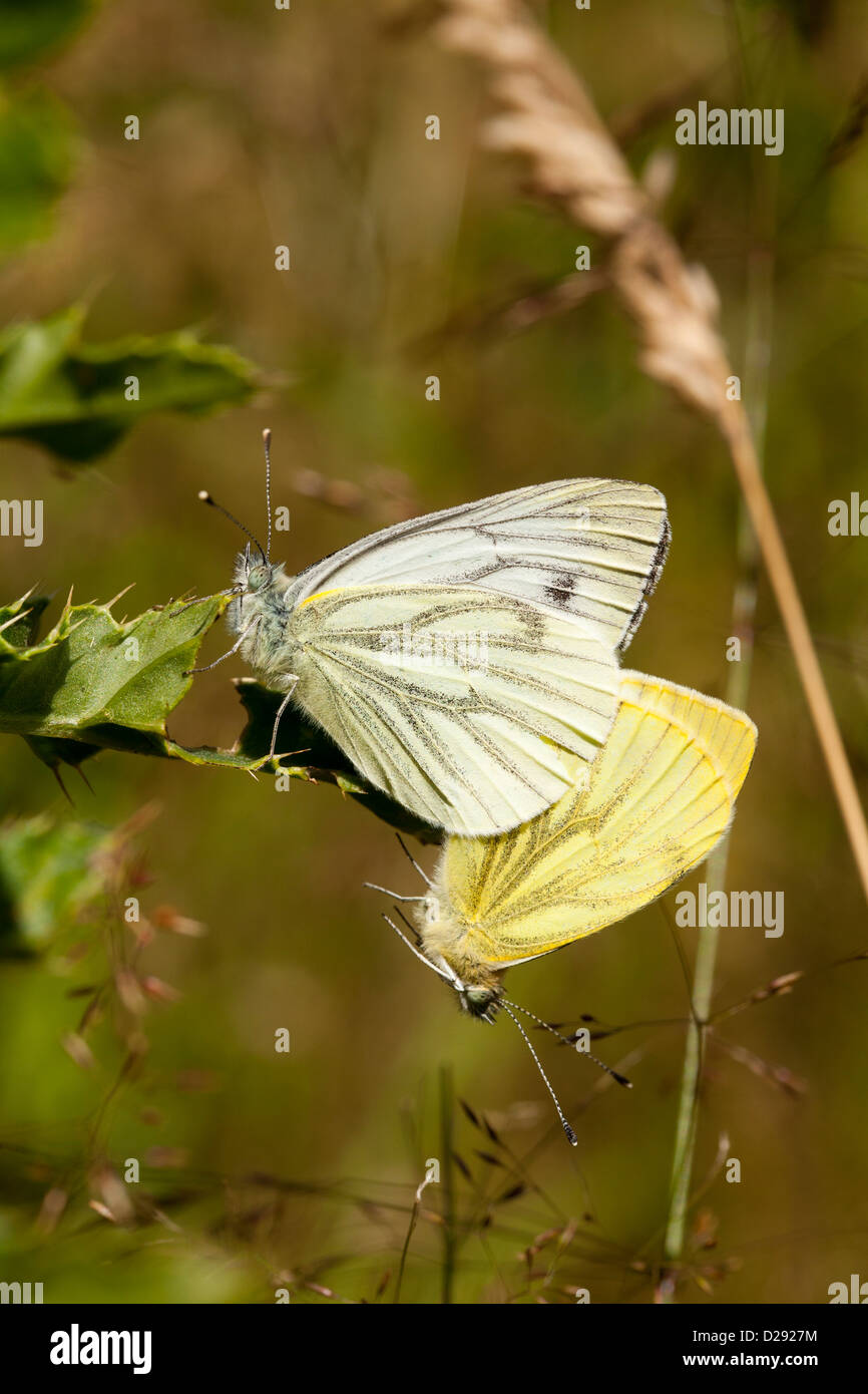 Grün-veined weiß Schmetterlinge (Pieris Napi) paar Paarung. Powys, Wales. Juli. Stockfoto
