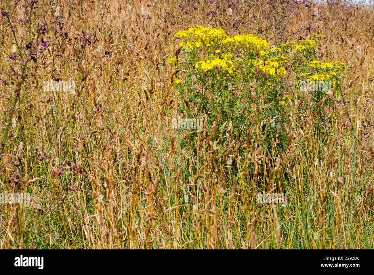 Gemeinsamen Kreuzkraut (Senecio Jacobaea) Blüte im Grünland. Powys, Wales. August. Stockfoto