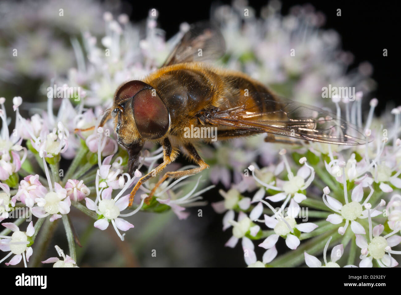 Hoverfly Eristalis Pertinax Fütterung auf Wild Angelica Blumen. Powys, Wales. August. Stockfoto