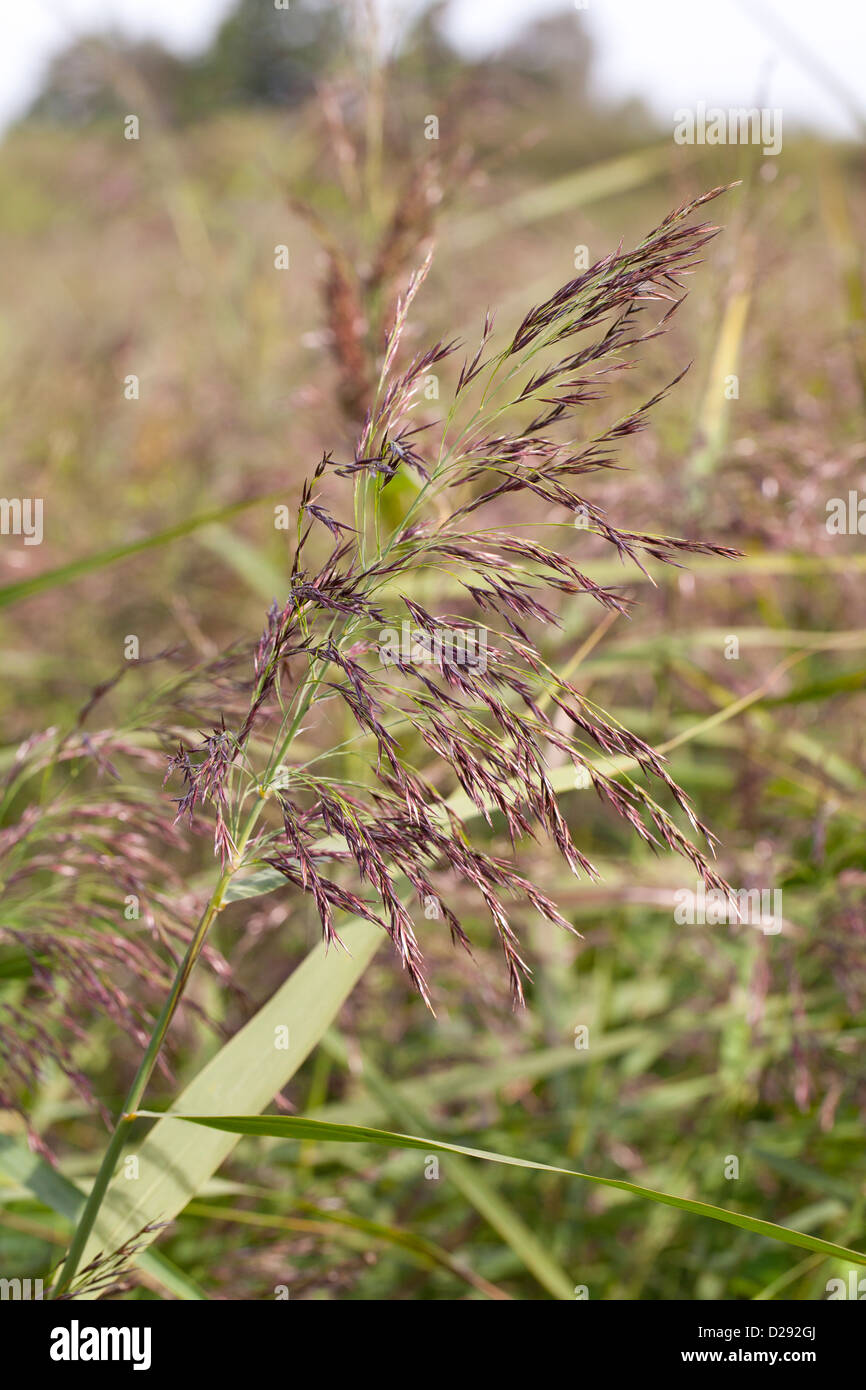 Gemeinsamen Schilf (Phragmites Australis) Nahaufnahme Flowerhead. Cambridgeshire, England. September. Stockfoto