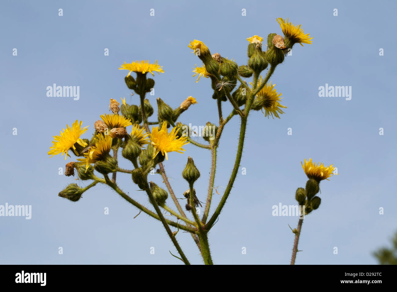 Blumen von Marsh Sow-Distel (Sonchus Palustris). Woodwalton Fen NNR. Cambridgeshire, England. September. Stockfoto