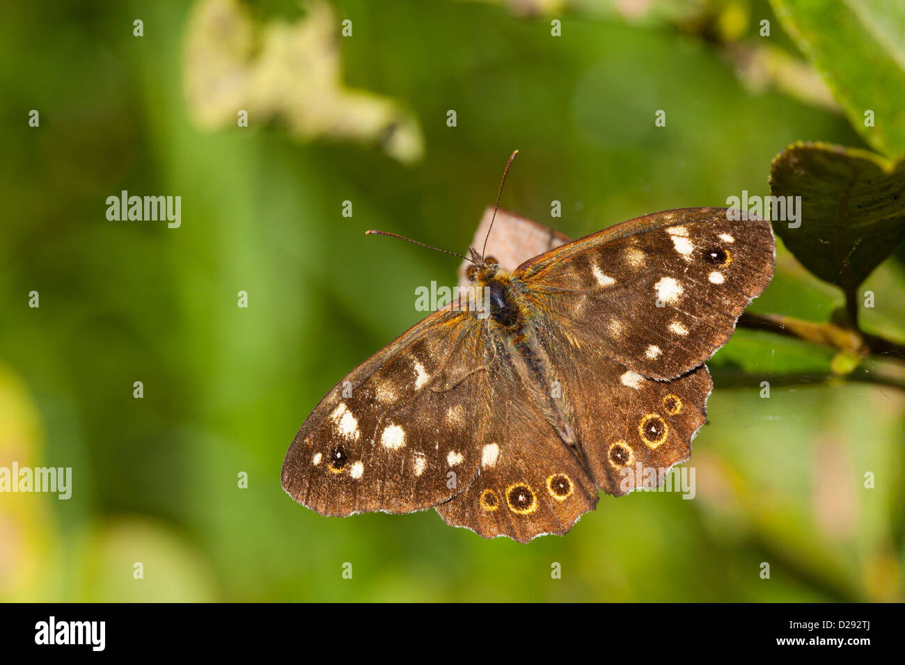 Gesprenkelte Holz Schmetterling (Pararge Aegeria). Woodwalton Fen NNR. Cambridgeshire, England. September. Stockfoto