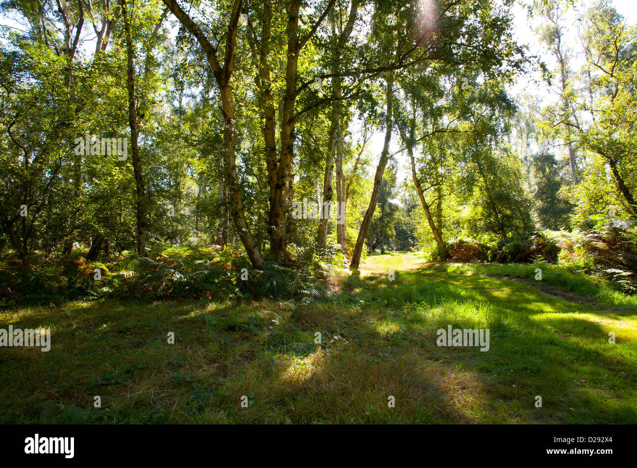Lebensraum - offene Birke Wald auf durchlässigen Torf. Holme Fen NNR. Cambridgeshire, England. September. Stockfoto