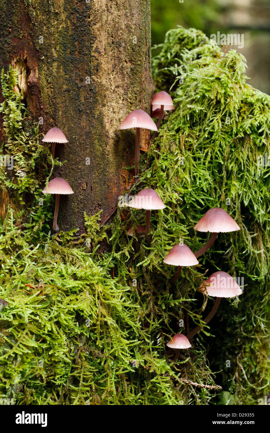 Kleine Mütze Pilze (Mycena sp.). Durch Moose wächst auf einem Toten Eberesche. Powys, Wales. Oktober. Stockfoto