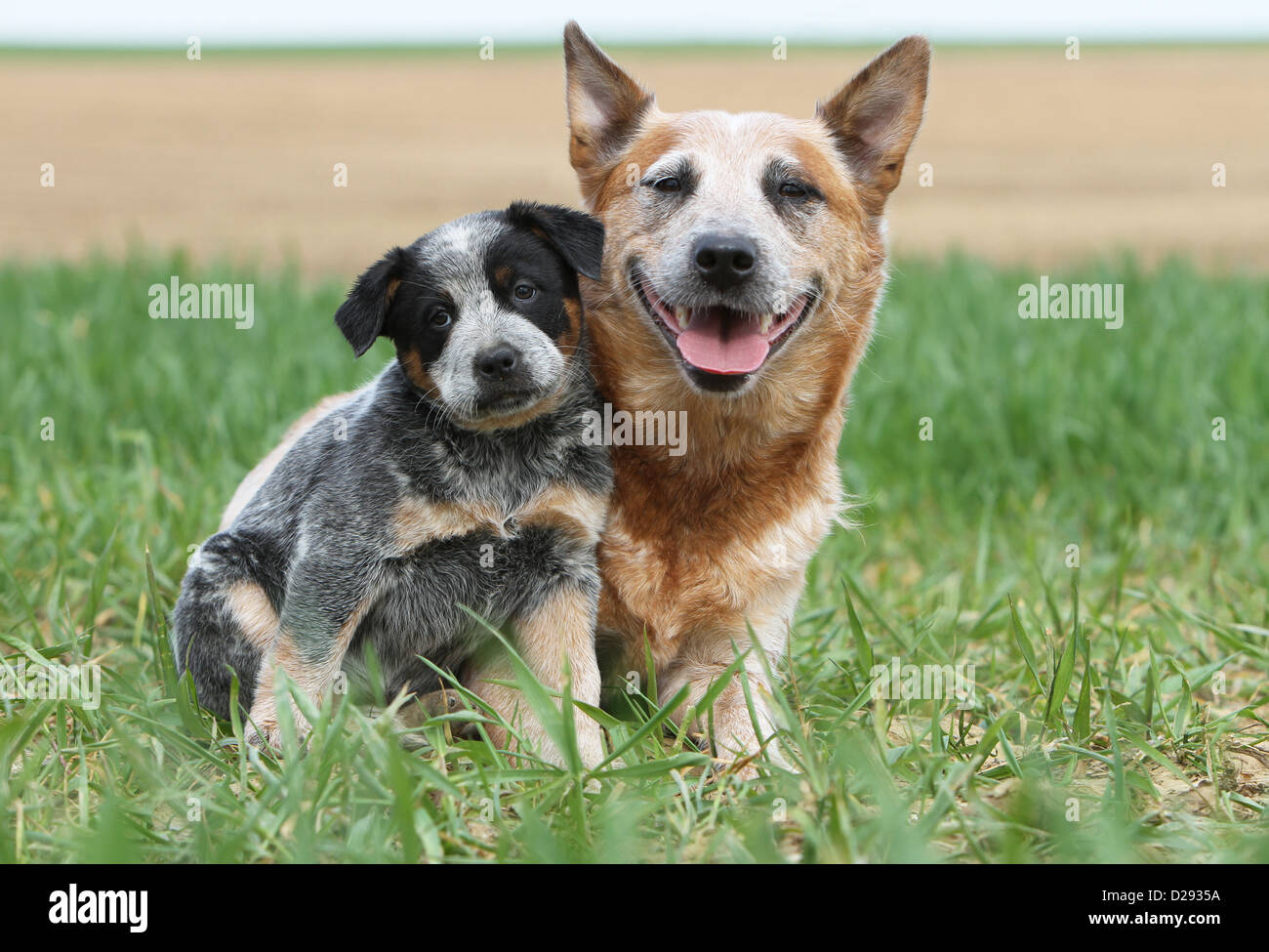 Australian Cattle Dog Erwachsenen Hund und Welpen (blau und rot) auf einer  Wiese Stockfotografie - Alamy