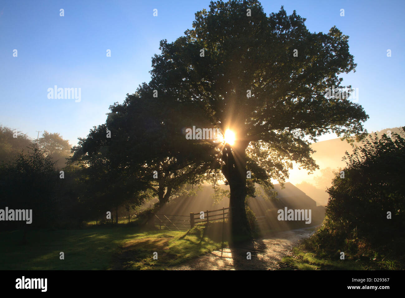 Sonne und Nebel durch eine Traubeneiche (Quercus Petraea) Baum auf einem Bauernhof. Powys, Wales. Oktober. Stockfoto