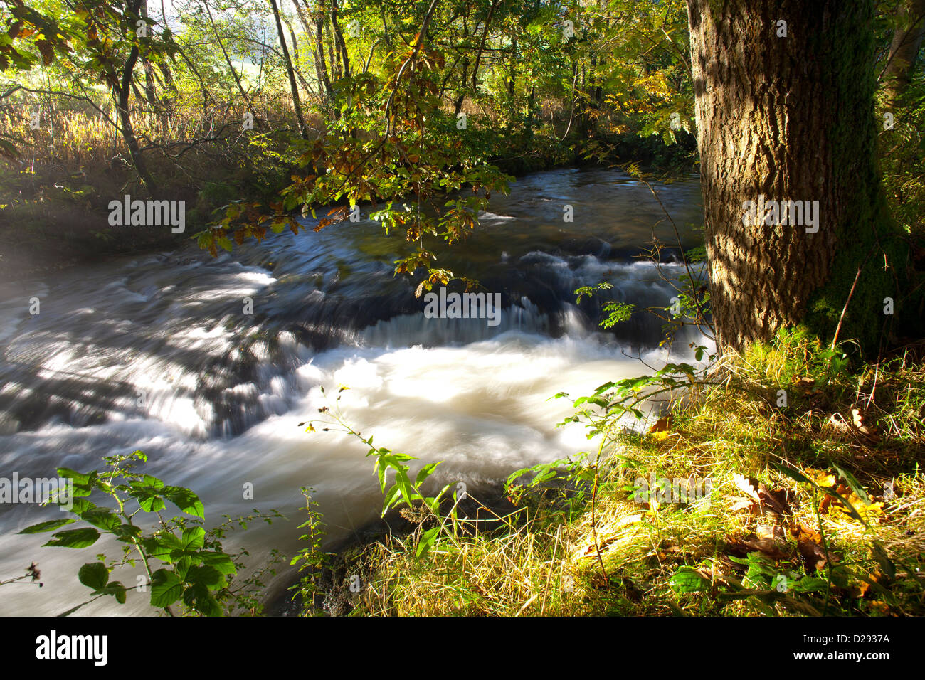 Lebensraum - Eiche durch den oberen Fluss Severn im Frühherbst. In der Nähe von Llanidloes, Powys, Wales. Oktober. Stockfoto