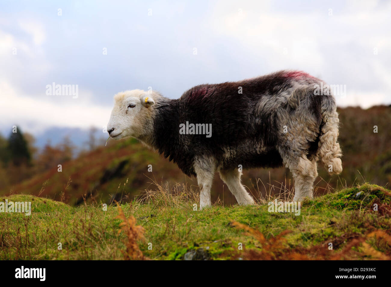 Herdwick Schaf über Tarn Hows, Lake District, Cumbria. England. Oktober. Stockfoto