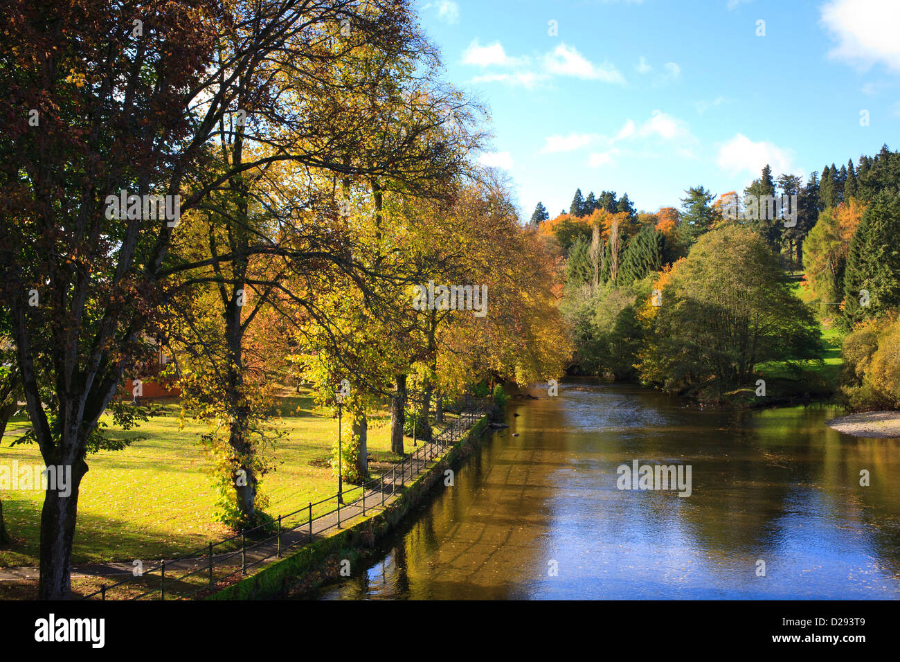 Gemeinsamen Linden (Tilia X europaea) neben den Fluss Severn im Herbst. Llanidloes, Powys, Wales. Oktober. Stockfoto