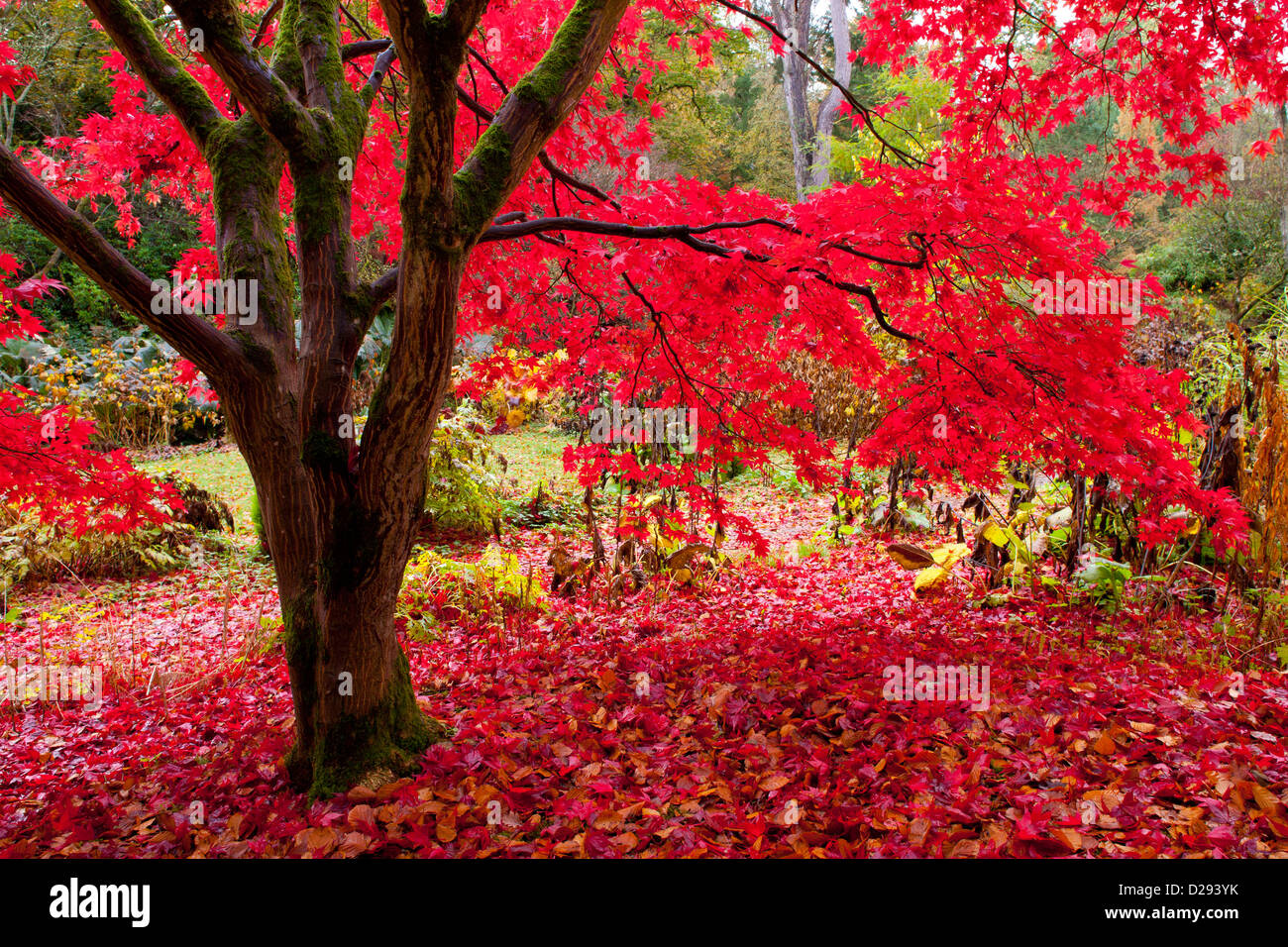 Acer tree Fotos und Bildmaterial in hoher Auflösung Alamy