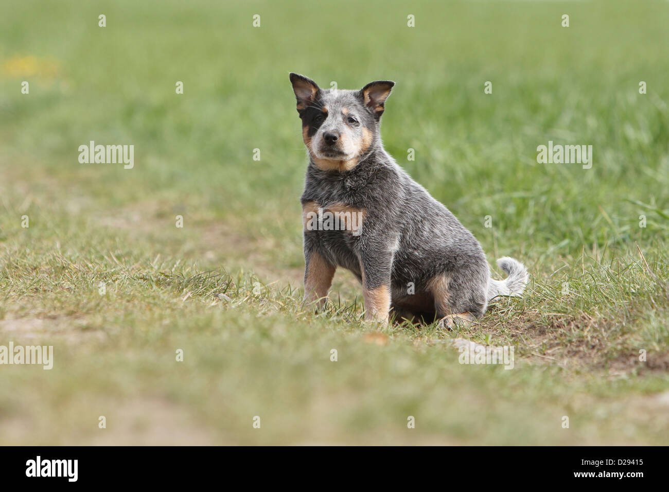 Hund Australian Cattle Dog Welpen (blau) sitzen auf einer Wiese Stockfoto