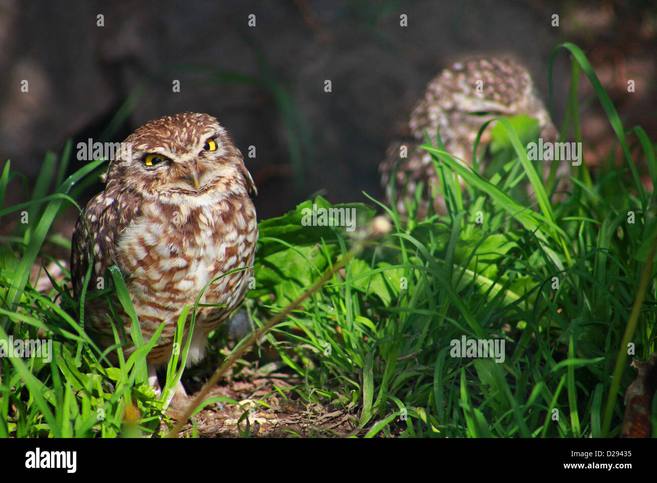 Burrowing Owls im Parque Condor, Otavalo, ecuador Stockfoto