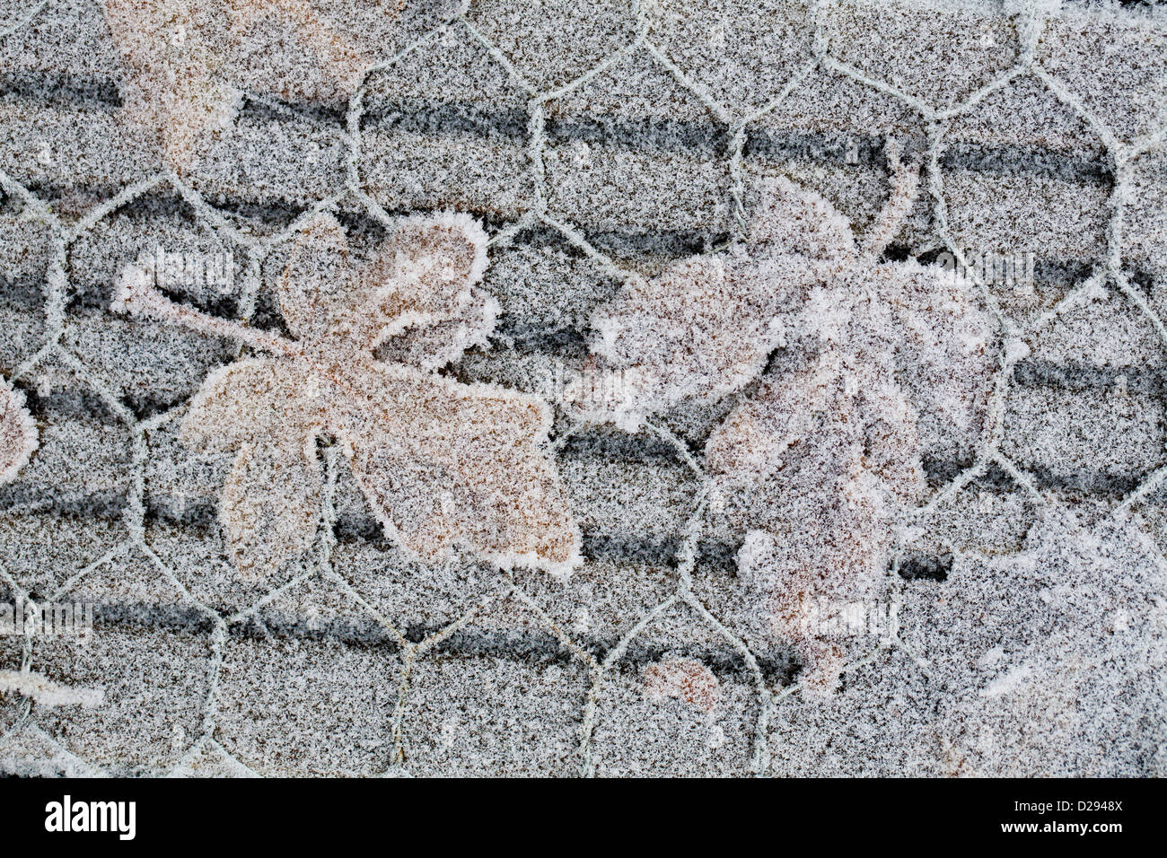 Raureif auf einem Holzsteg und Ahorn (Acer SP.) verlässt. Powys, Wales. Dezember. Stockfoto