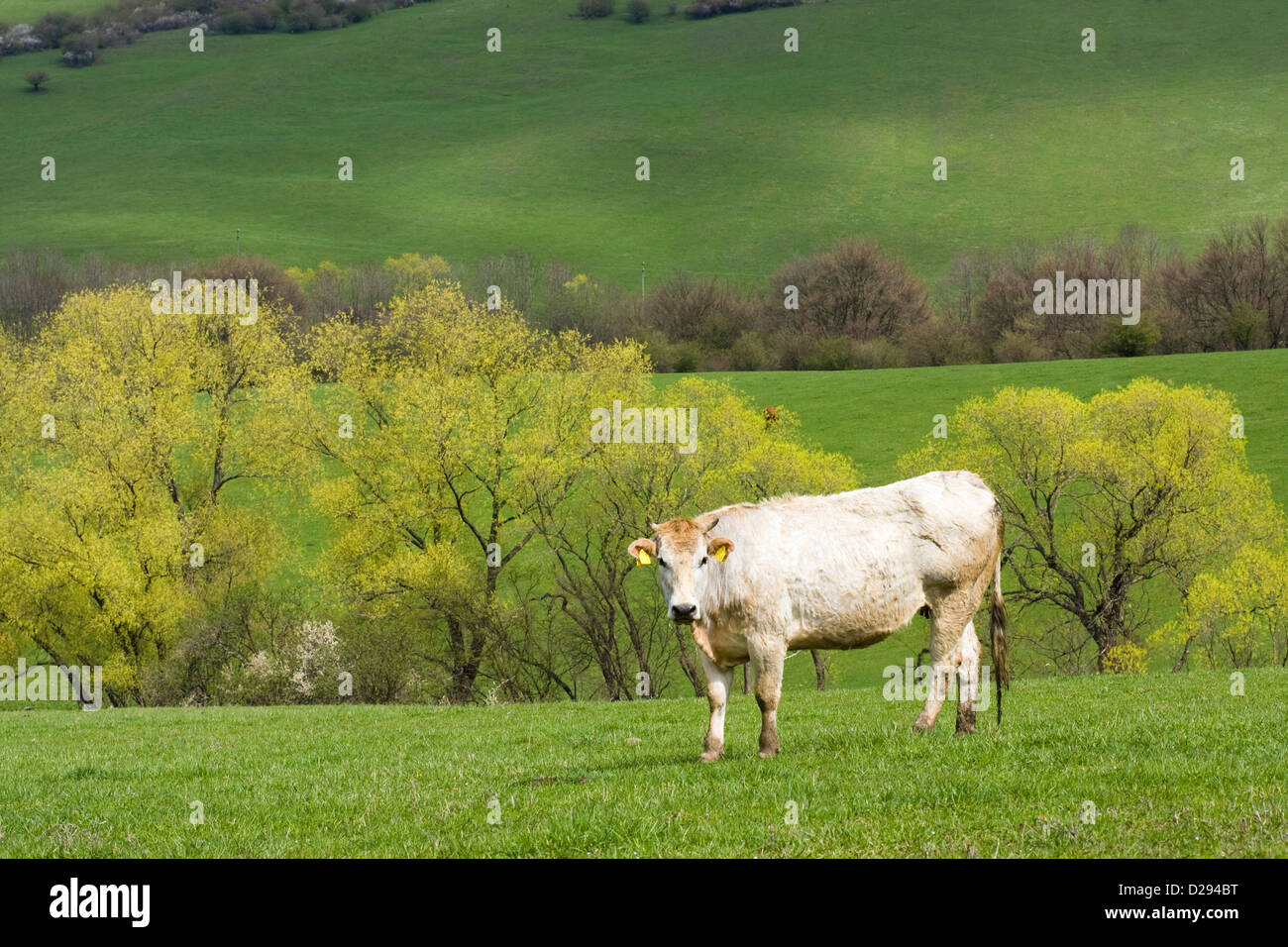 Frühlingslandschaft mit Kuh Stockfoto