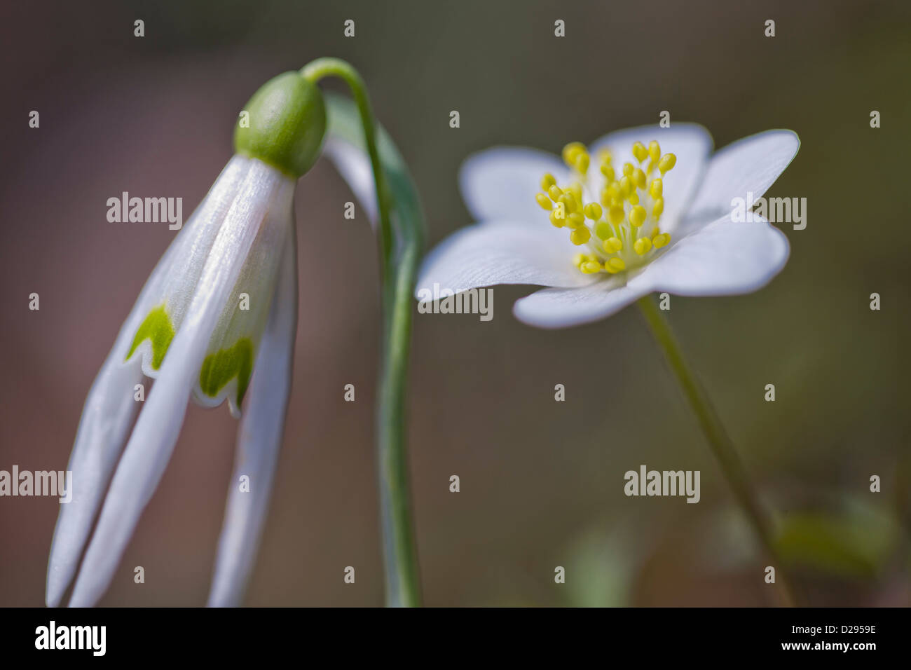Anemone Nemorosa - Windflower und Galanthus Nivalis - Schneeglöckchen. Stockfoto