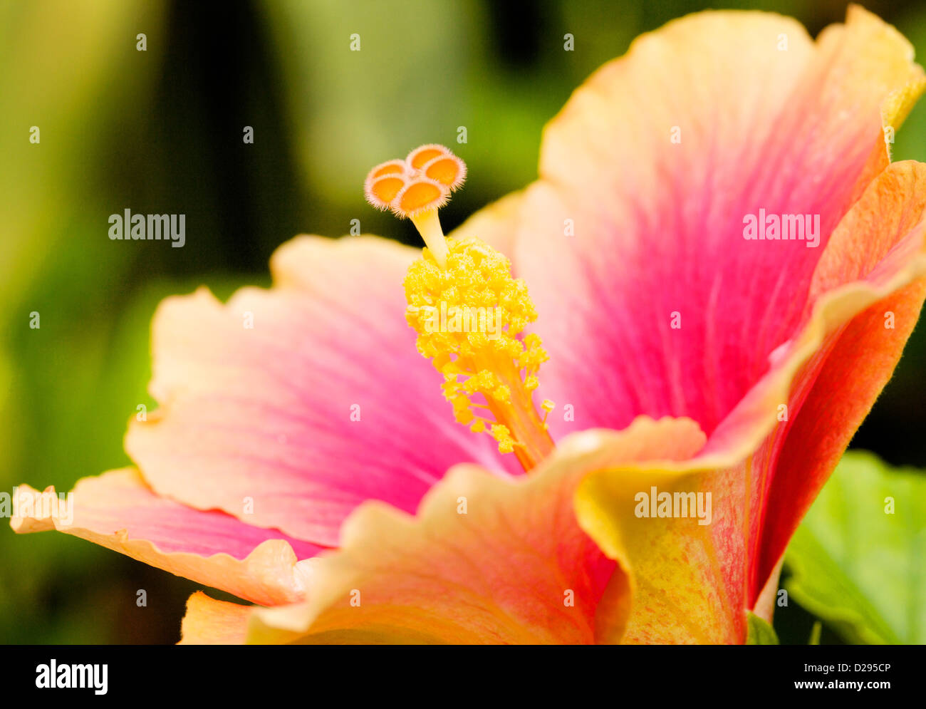 Rosa und gelben Hibiskusblüte. Stockfoto