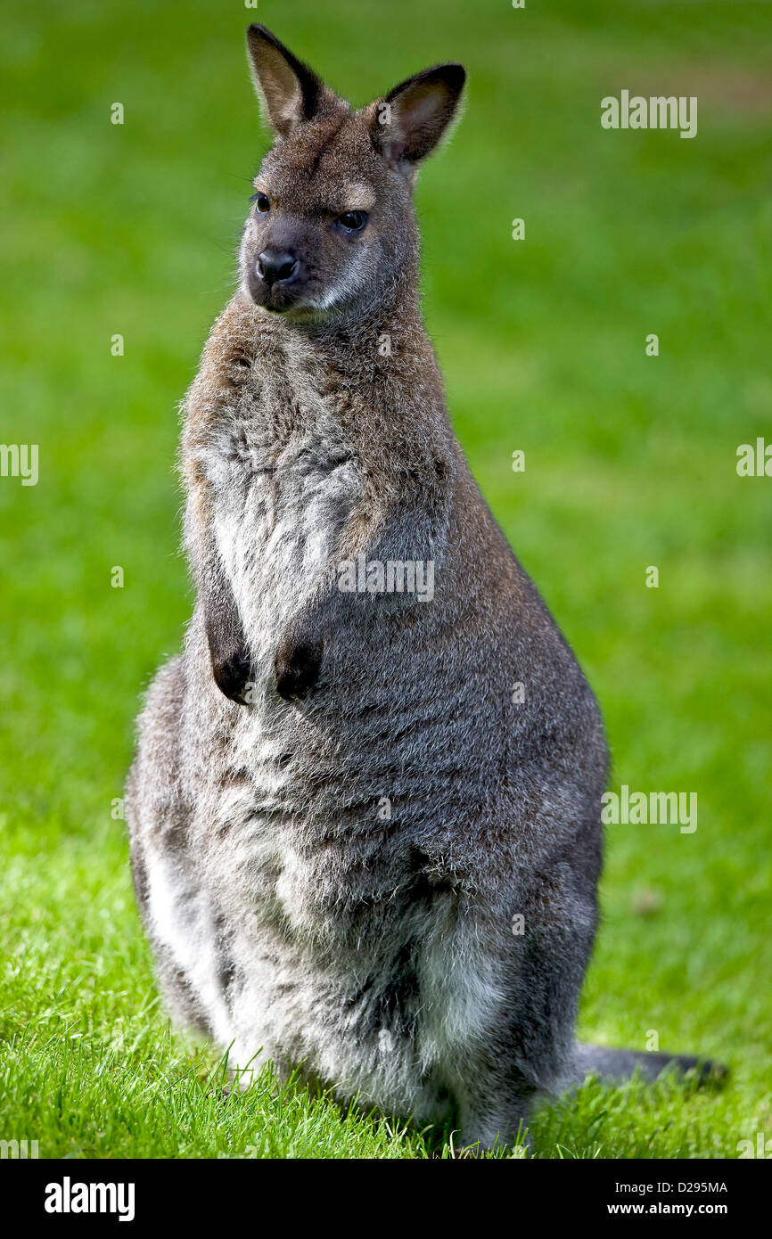 Red necked Wallaby Stockfoto