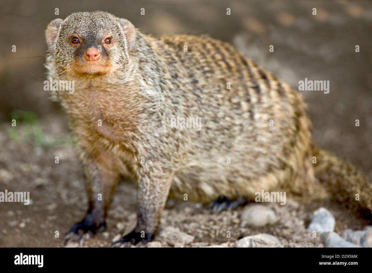 Die Zebramangusten Stockfoto