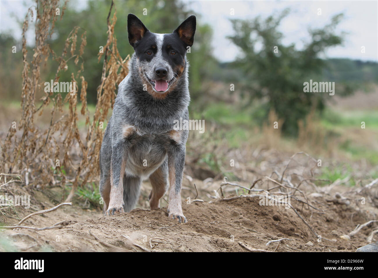 Hund Australian Cattle Dog Erwachsene (blau) stehen in einem Feld Stockfoto