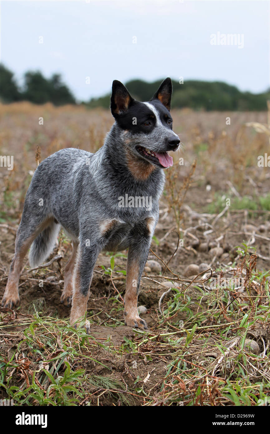 Hund Australian Cattle Dog Erwachsene (blau) stehen in einem Feld Stockfoto