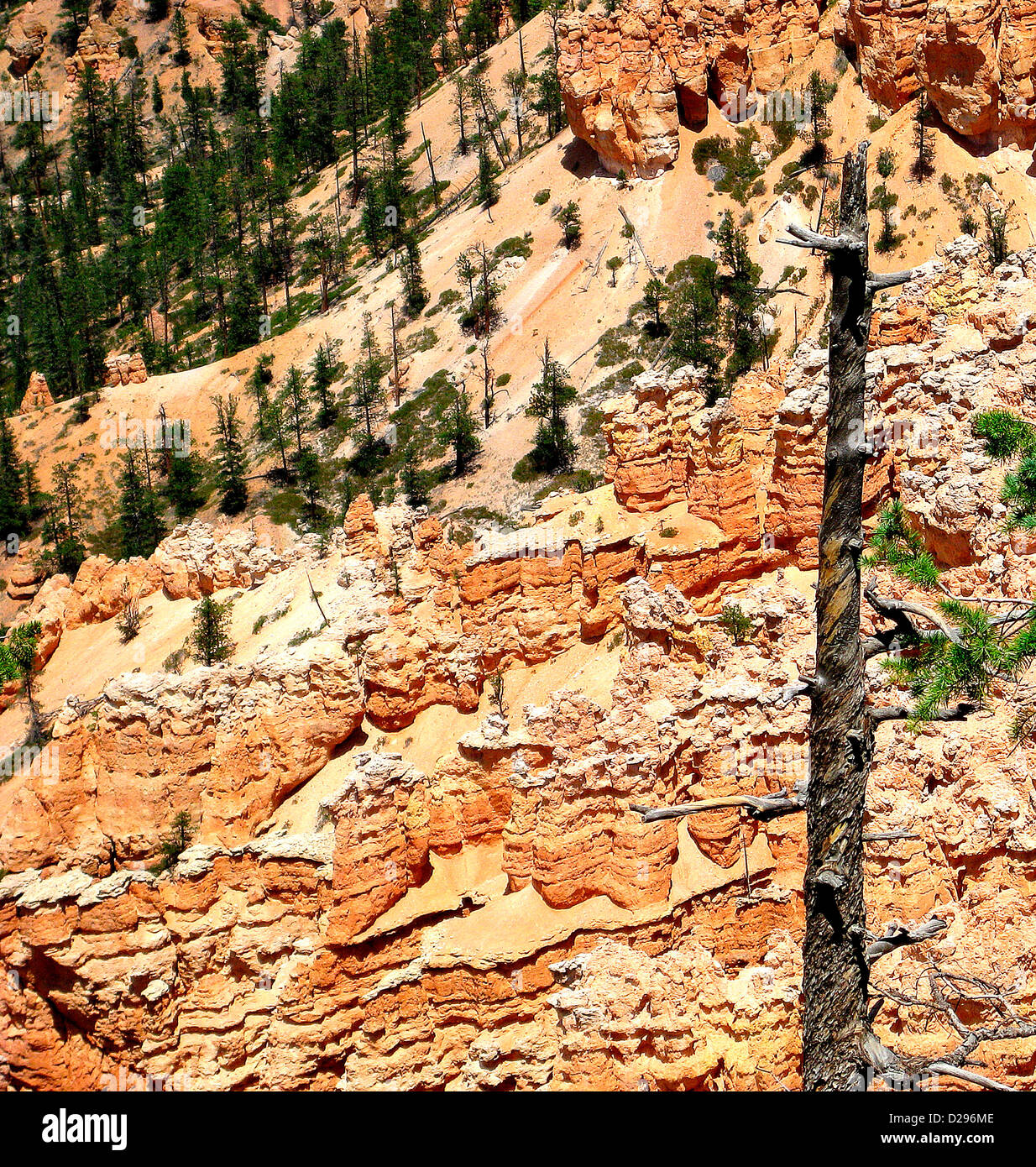 Felssäulen des Bryce Canyon Stockfoto