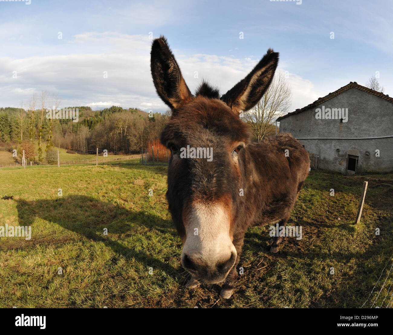 Esel Kopf Stockfotos und -bilder Kaufen - Alamy