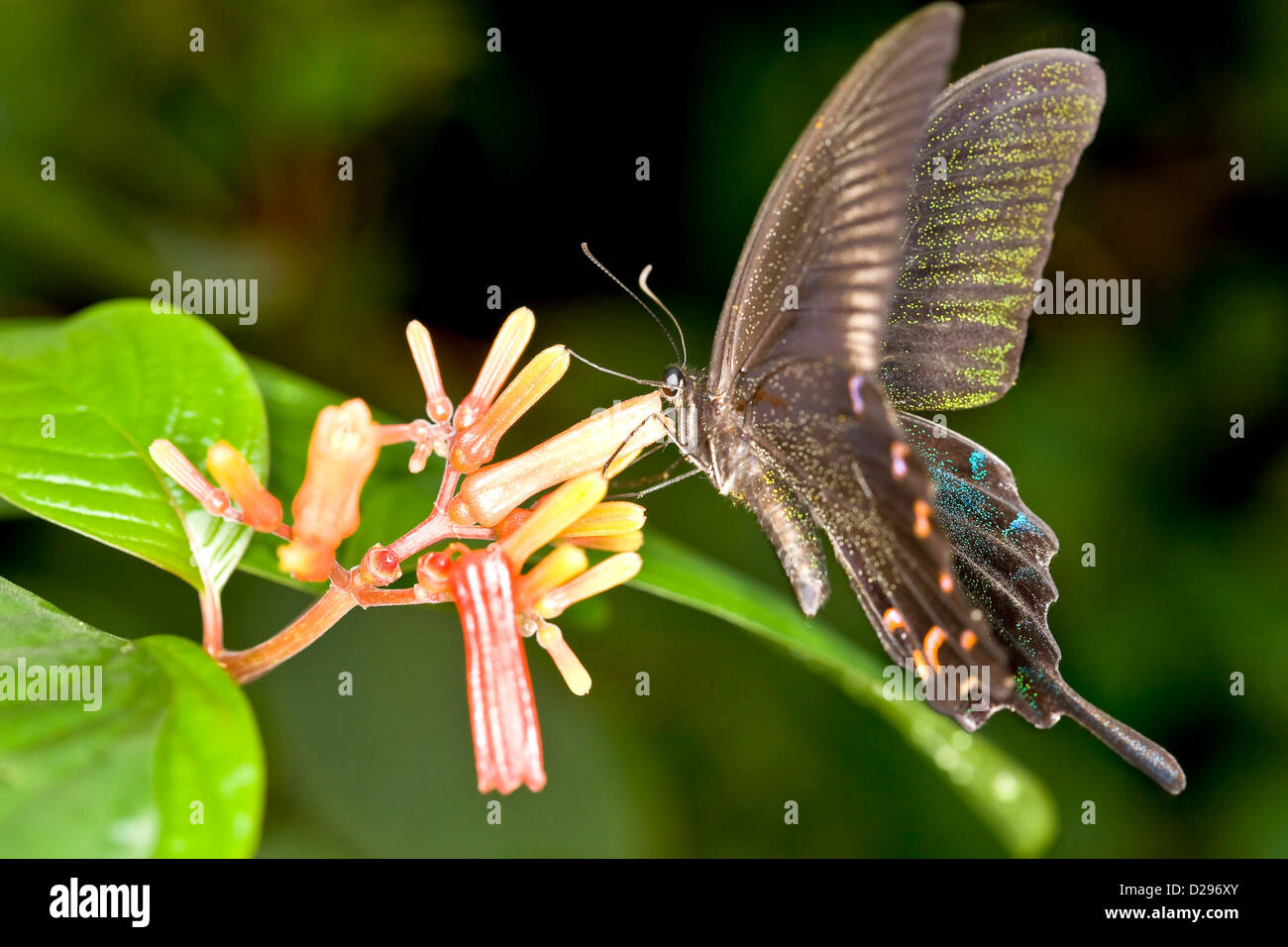 Schwalbenschwanz-Schmetterling Stockfoto
