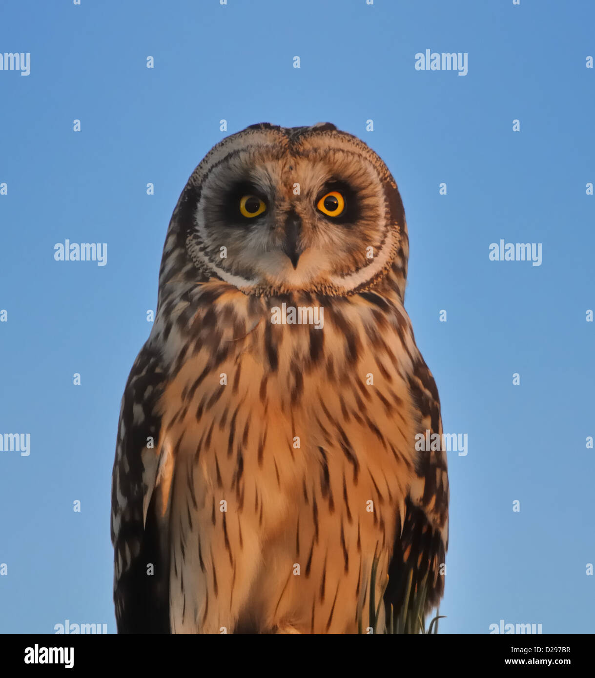 Kurze Eared Owl in späten Nachmittagssonne Stockfoto