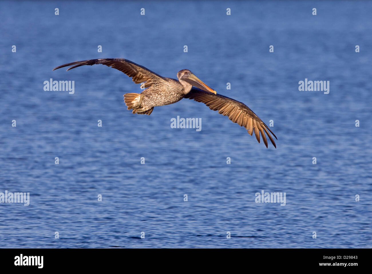 Brauner Pelikan im Flug Stockfoto