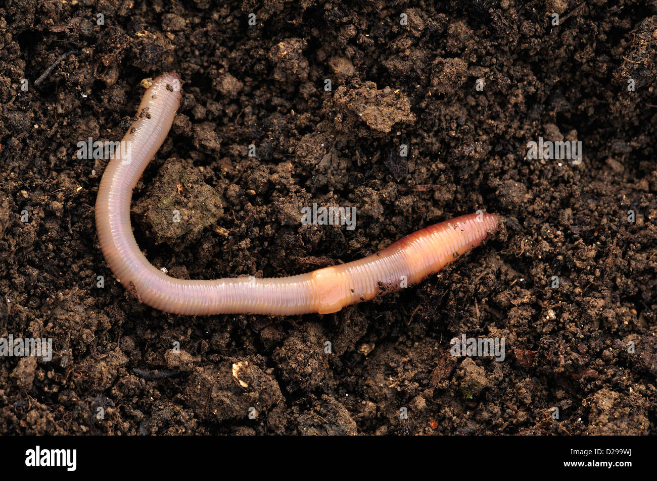 Gemeinsamen Regenwurm in Gartenerde. Dorset, UK-November 2010 Stockfoto