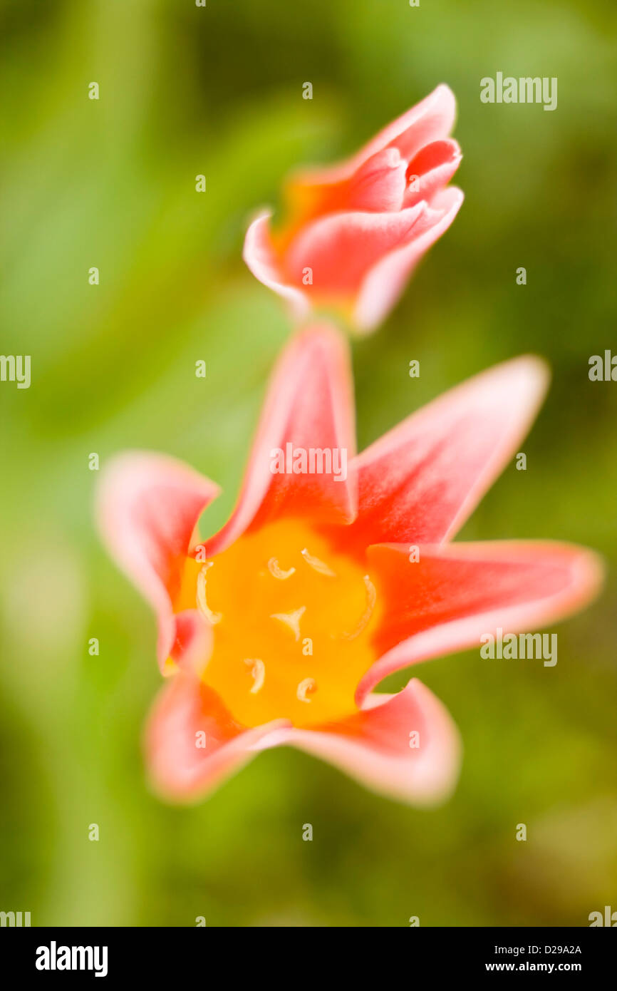 Nelke Tulpen im Garten Stockfoto