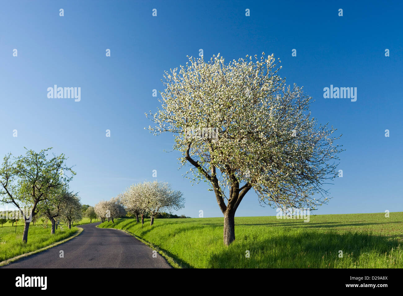 Straße mit blühenden Bäumen Stockfoto