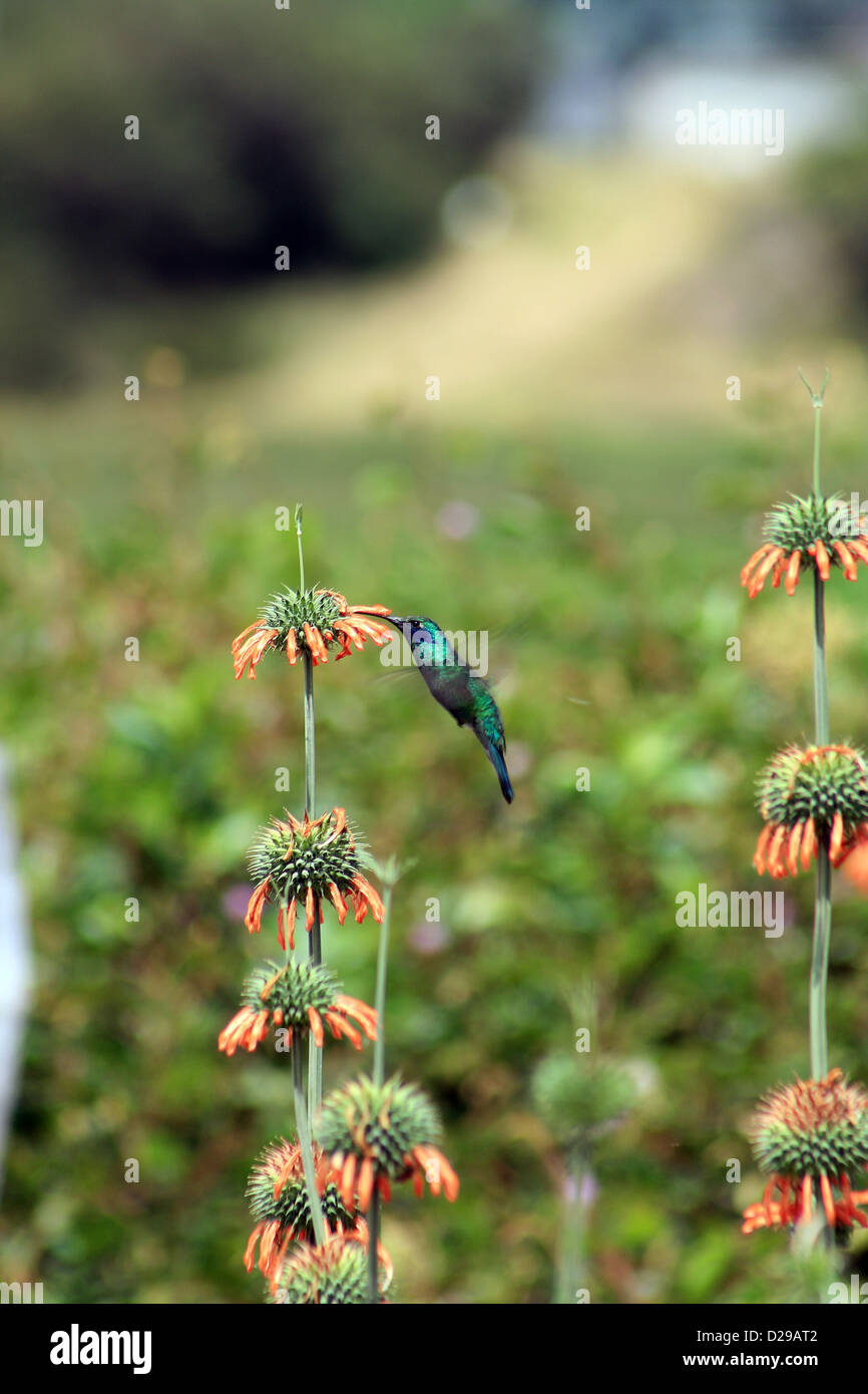 Ein funkelnder Violetear Kolibri schwebt bei der Bestäubung einer Pflanze mit orangen Blüten in einem Feld in Cotacachi, Ecuador Stockfoto