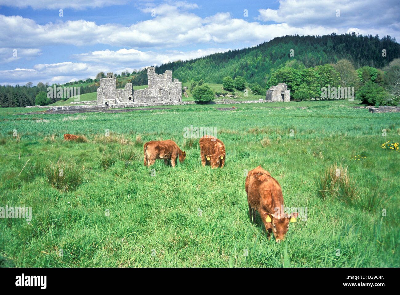 Irland. County Westmeath. Vordergrund Ruinen der Abtei. Stockfoto
