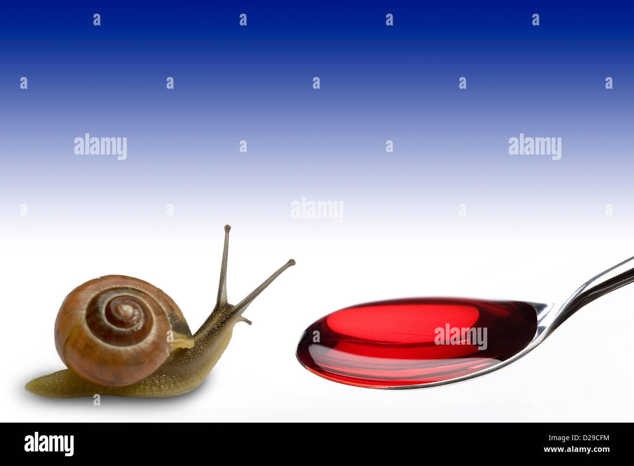 Fütterung einer Schnecke mit roter Flüssigkeit in Stockfoto