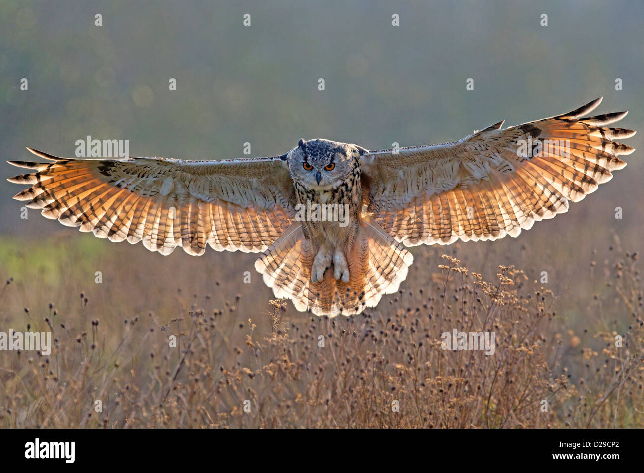 Europäische Uhus mit Flügeln, Hintergrundbeleuchtung Stockfoto