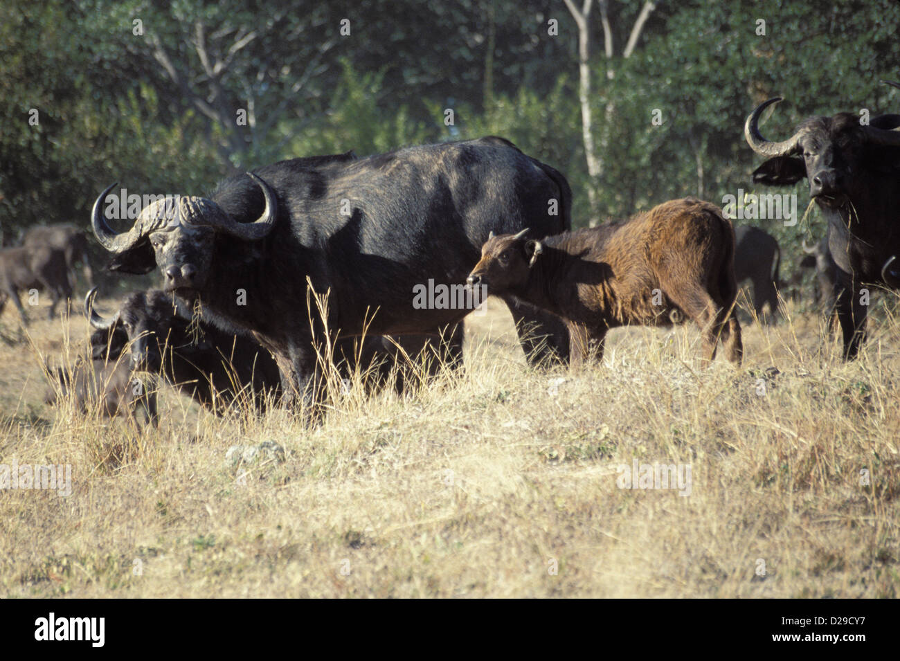 Afrika. Botswana. Chobe National Park. Kaffernbüffel. Stockfoto