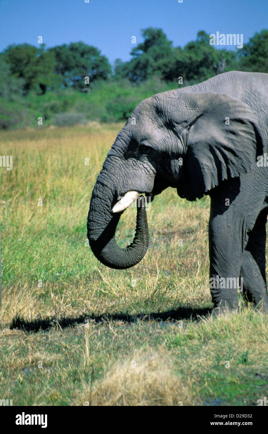 Afrika. Zimbabwe. Hwange Nationalpark. Elephant Trunk Profil. Stockfoto