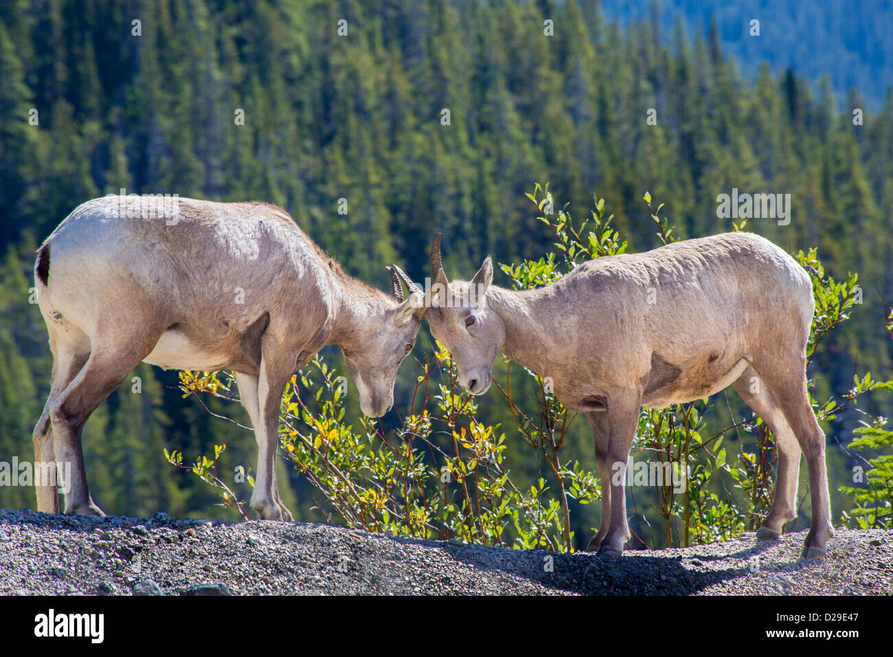 Bergziegen butting Köpfe entlang des Icefields Parkway im Jasper National Park in Alberta, Kanada Stockfoto