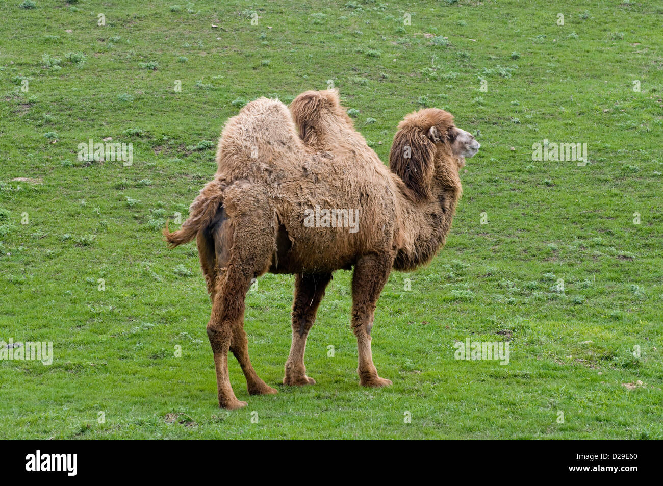 Baktrischen Kamel Stockfoto