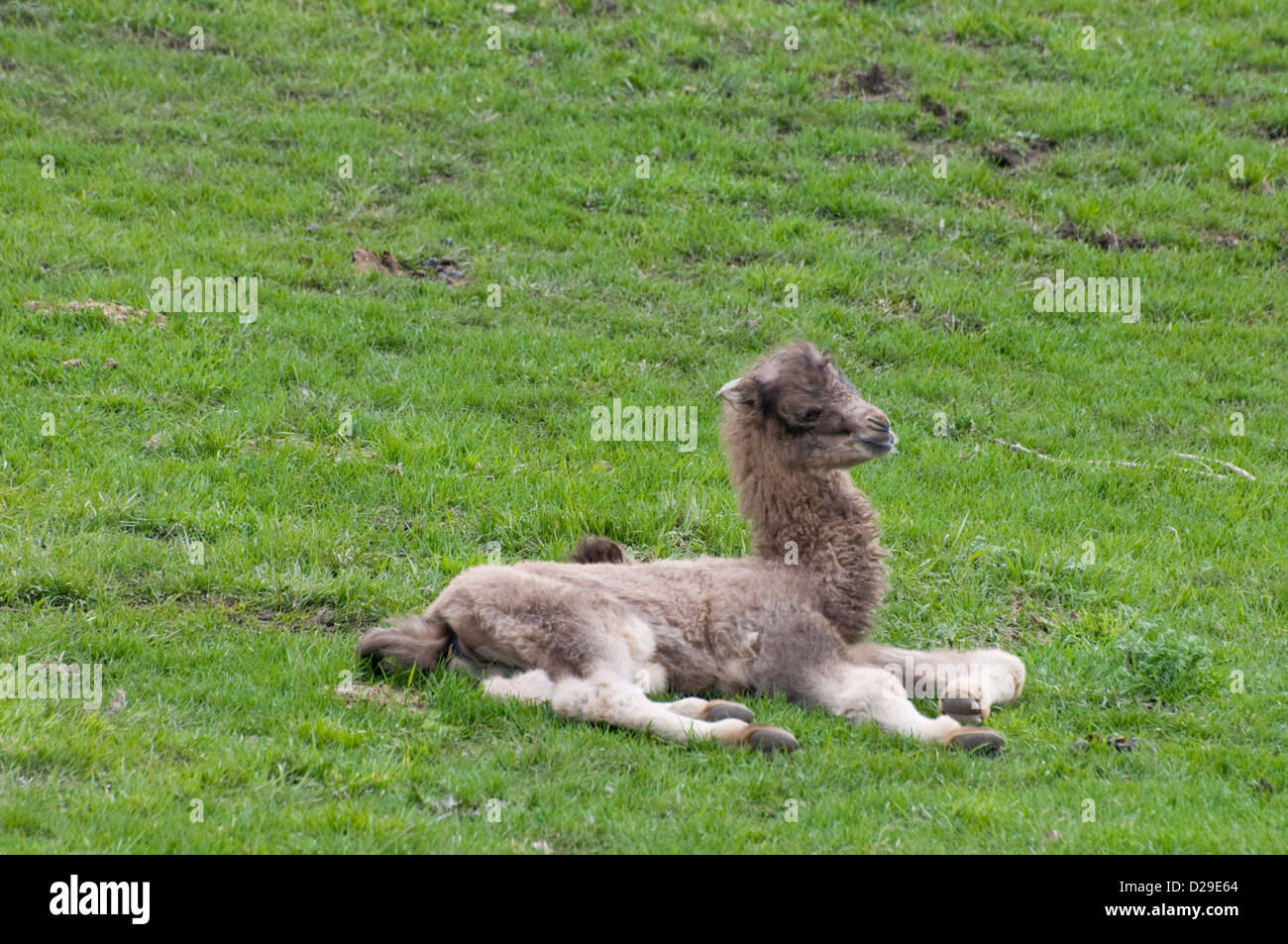 Baktrischen Kamel-baby Stockfoto