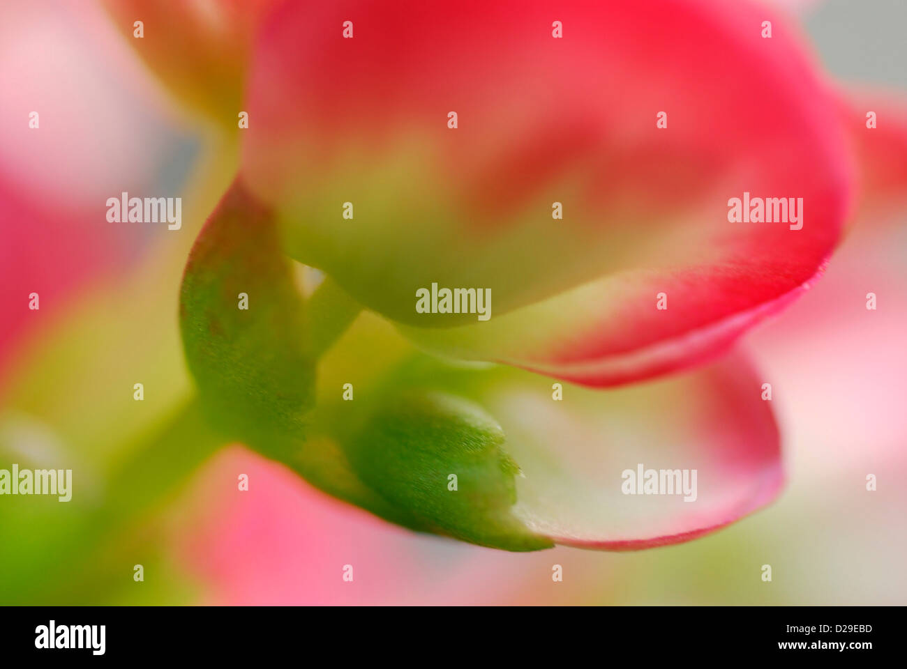 Begonie-Blumen in weiches Licht Stockfoto