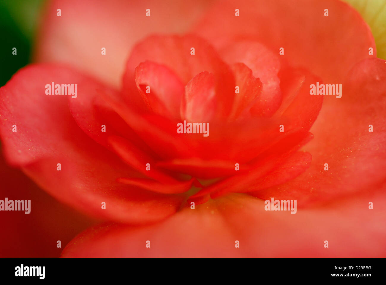 Begonie Blüte Nahaufnahme, weiches Licht Stockfoto