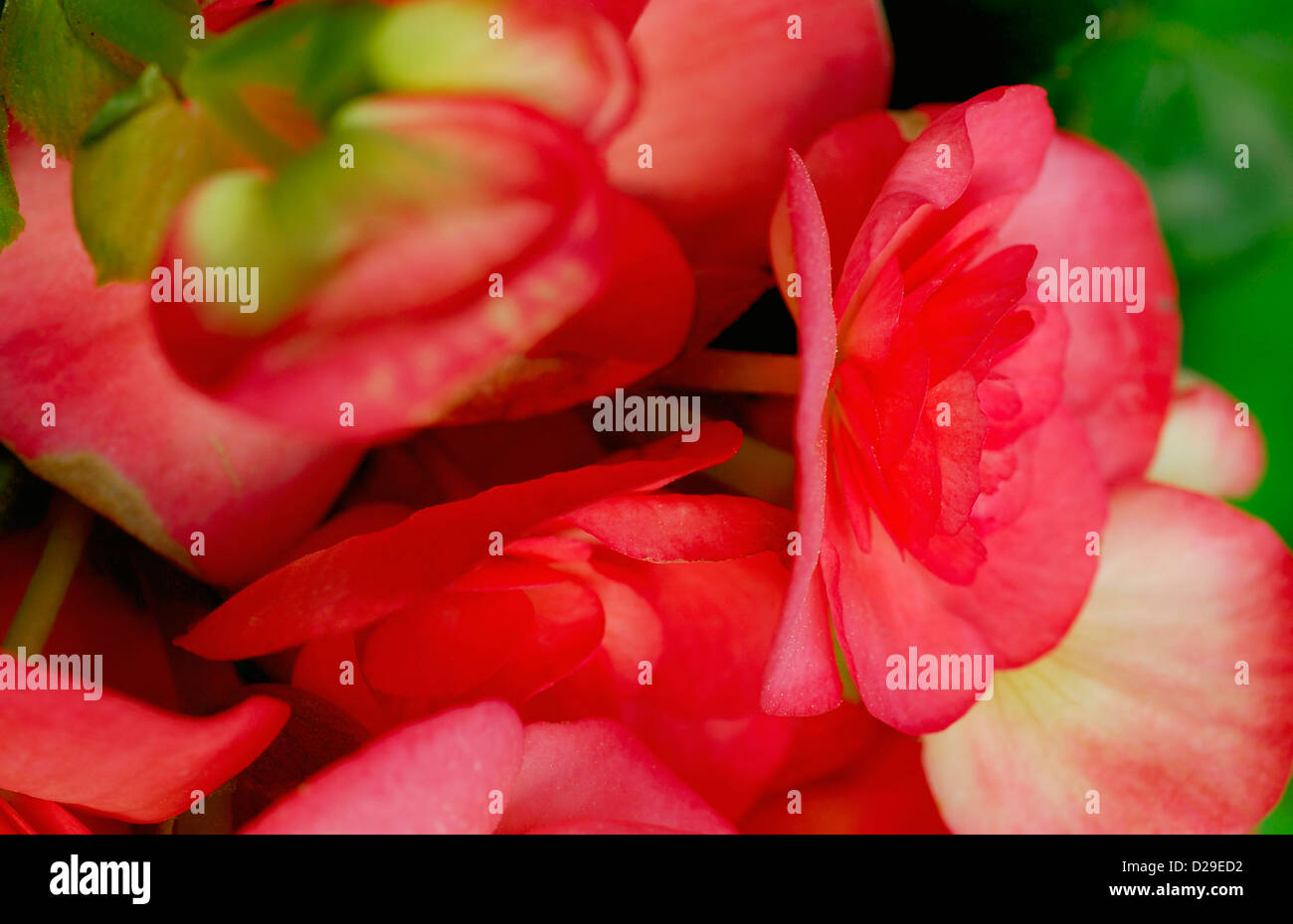 Begonie Blüte Kelchblätter Stockfoto