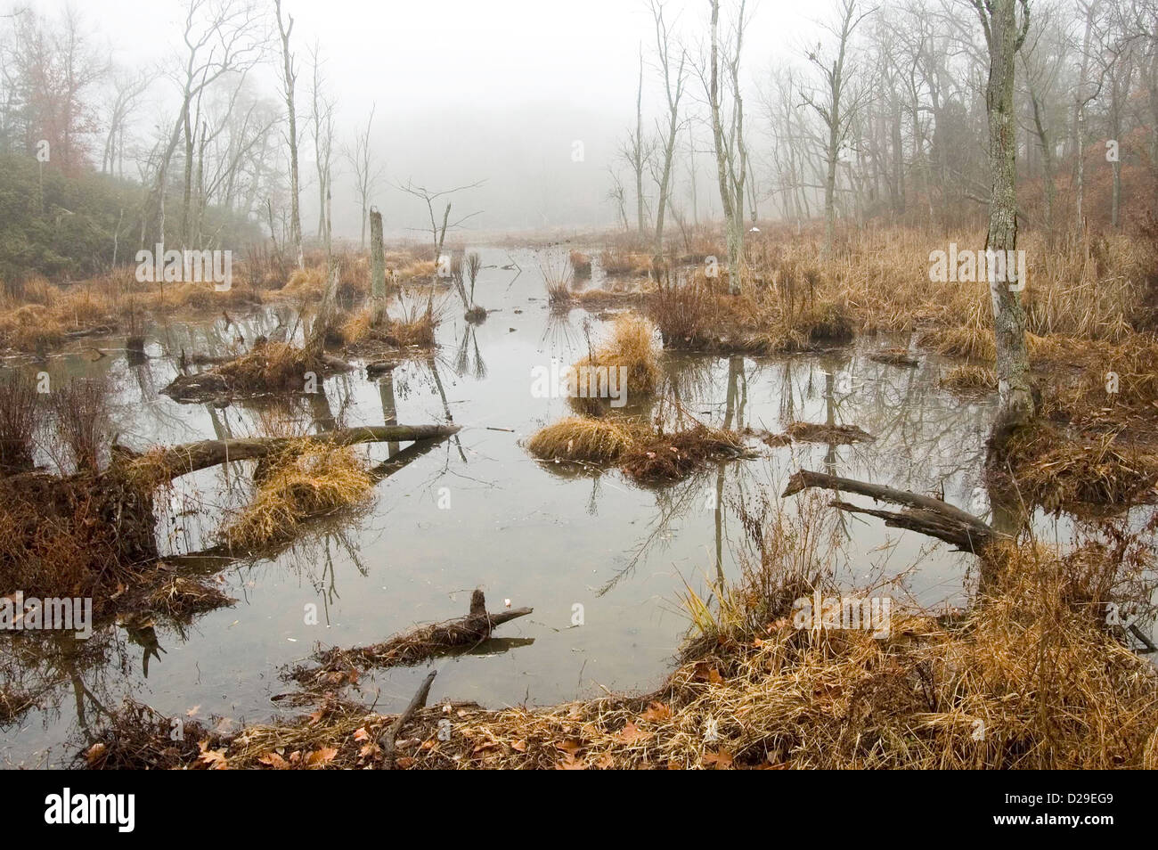 Feuchtgebiete, Mason Neck State Park, Fairfax County, Virginia Stockfoto