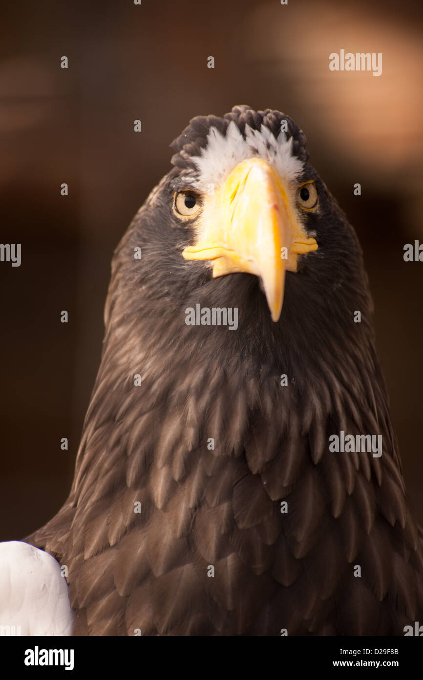 Stellers Seeadler Stockfoto