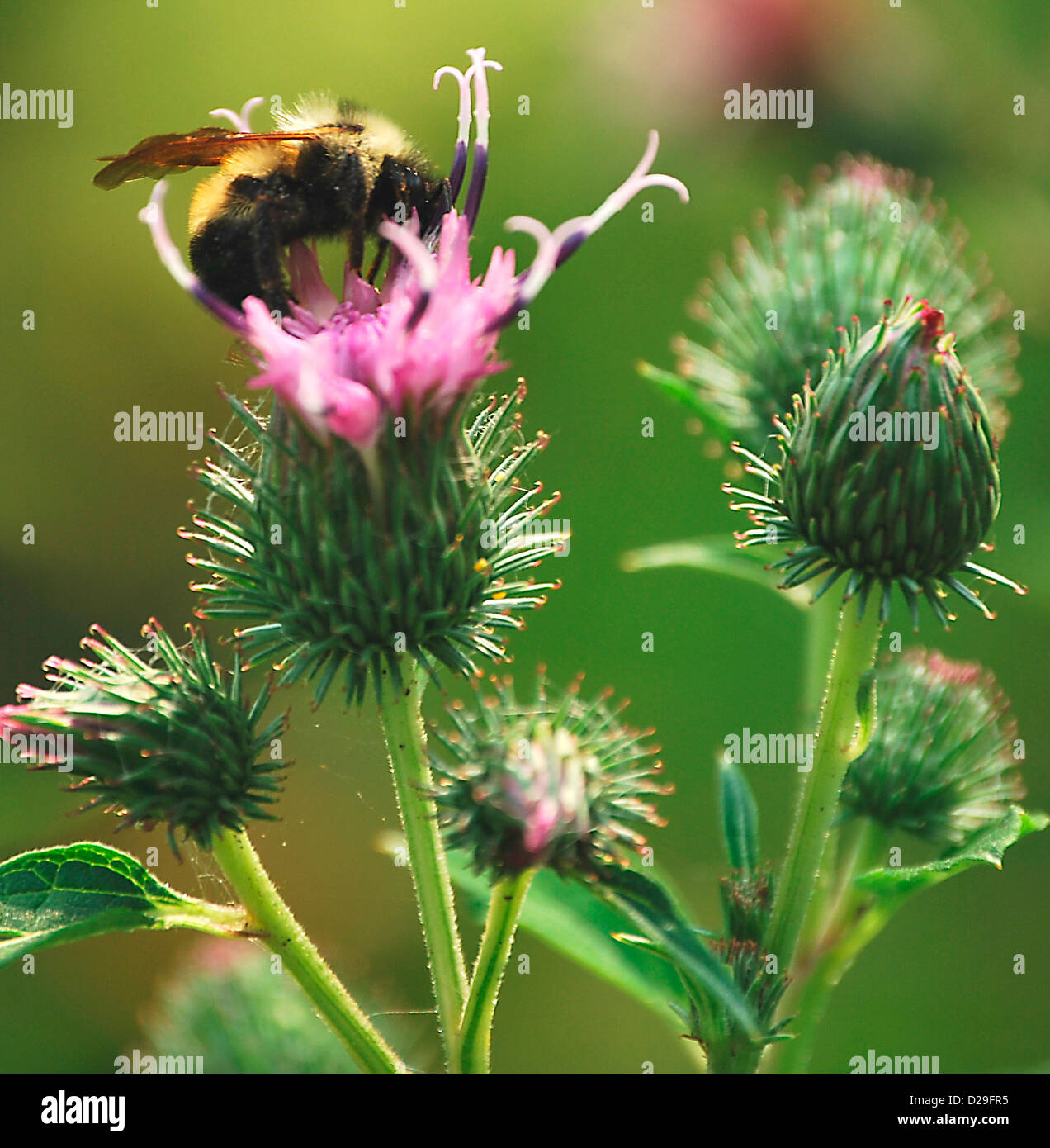 Biene auf gemeinsame Klette Wildblumen Stockfoto